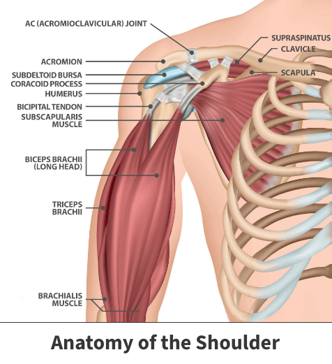 Anatomy of the shoulder