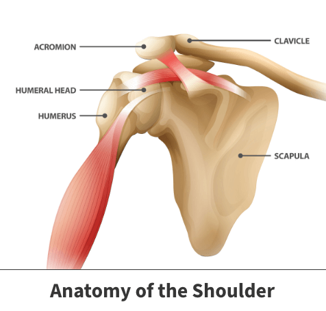 Anatomy of the shoulder