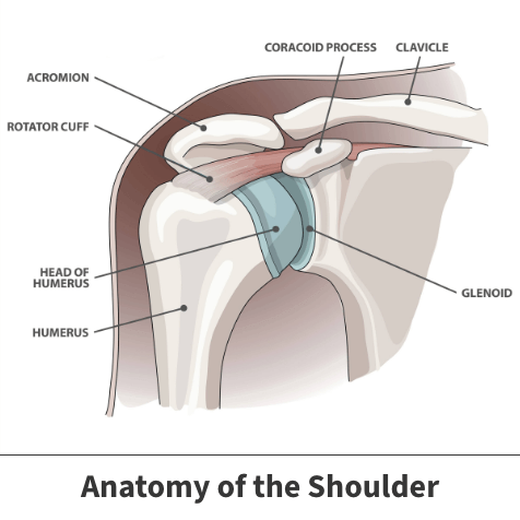 Anatomy of the shoulder