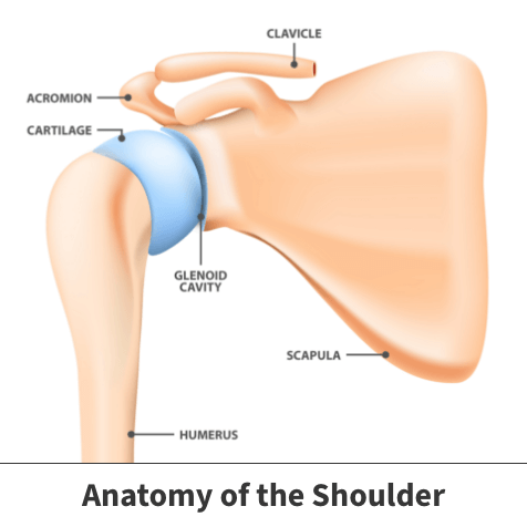 Anatomy of the shoulder