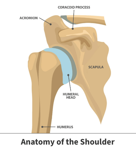 Anatomy of the shoulder