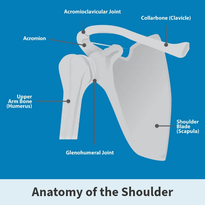 Anatomy of the shoulder