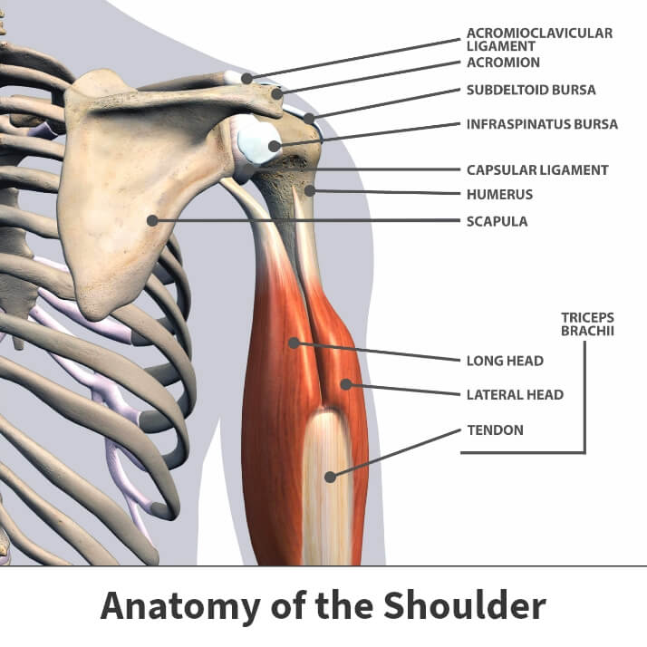 Anatomy of the shoulder