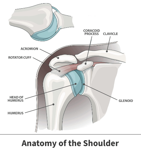 Anatomy of the shoulder, impingement surgery