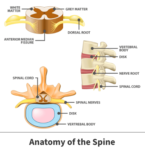 Cushion between vertebrae best sale