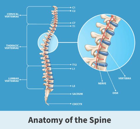 Anatomy of the spine