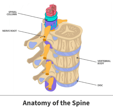 Anatomy of the spine