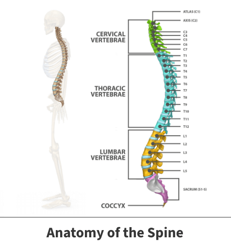 Anatomy of the spine