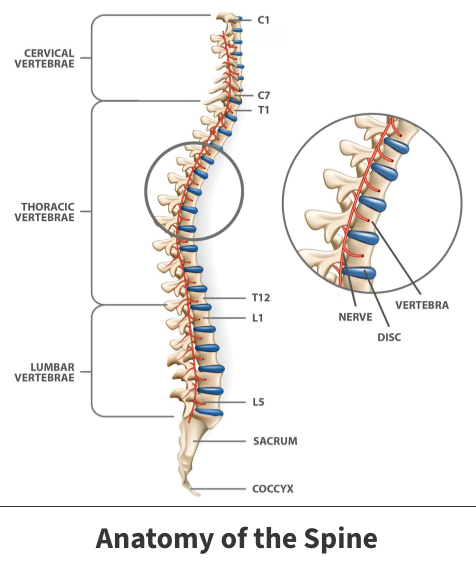 Anatomy of the spine