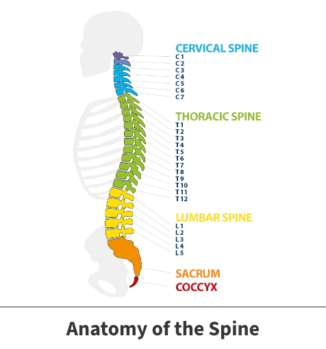 Anatomy of the spine