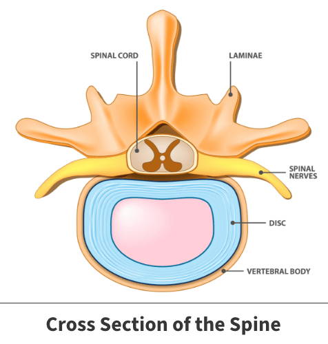 Diagram of the cross section of the spine