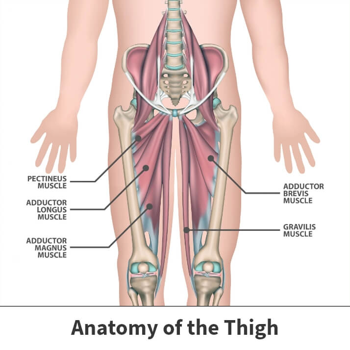 Anatomy of the thigh