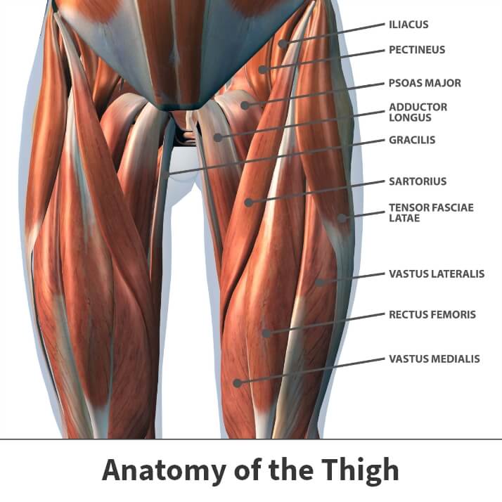 Muscle in inner thigh hurts sale