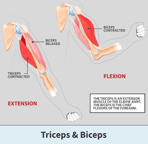 Anatomy of the triceps and biceps