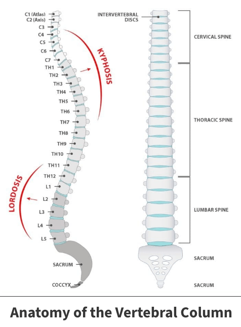 Anatomy of the vertebral column