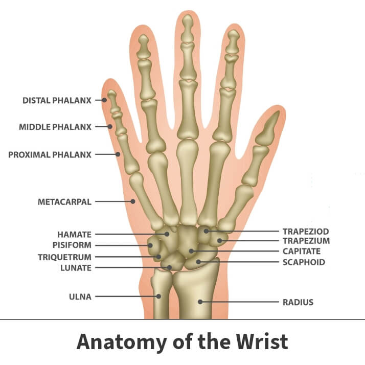 Anatomy of the wrist